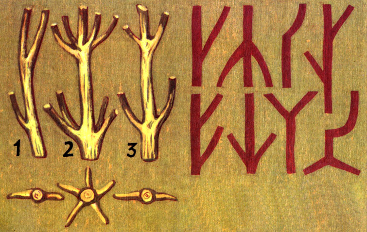 Расположение веток у различных видов деревьев: 1 - очередное, 2 - мутовчатое, 3 - супротивное. Конструктивные элементы из сучьев (обозначены черными линиями)