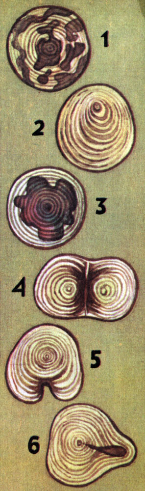 Пороки древесины: 1 - мраморная гниль на березе, 2 - крень, 3 - ситовая пестрая гниль, 4 - двойная сердцевина, 5 - прорость, 6 - морозная трещина