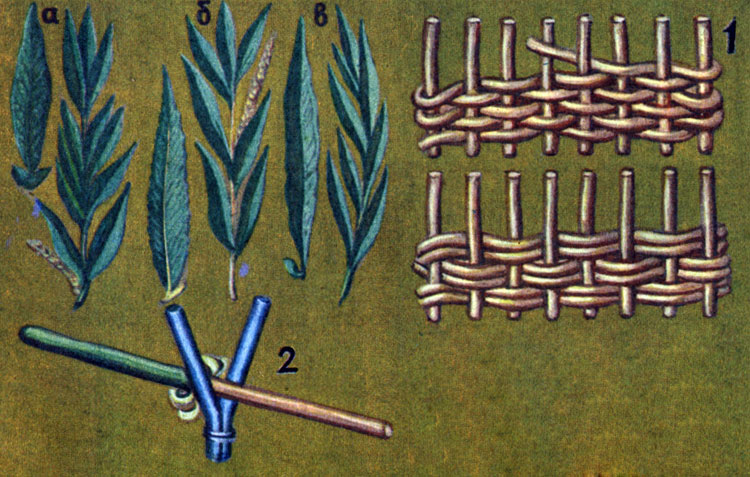 Виды дикорастущих ив, побеги которых применяются для плетения: а - трехтычинковая, б - белая, в - корзимочная. 1 - простое плетение, 2 - приспособление для снятия коры с прутьев