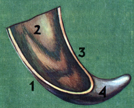 Строение рогового чехла: 1 - выпуклая часть, 2 - полость рогового чехла, 3 - вогнутая часть, 4 - монолитный конец