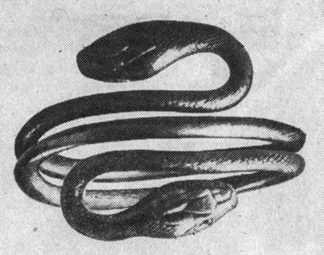 Рис. 109. Римский браслет в форме змеи. Отливка по восковой модели